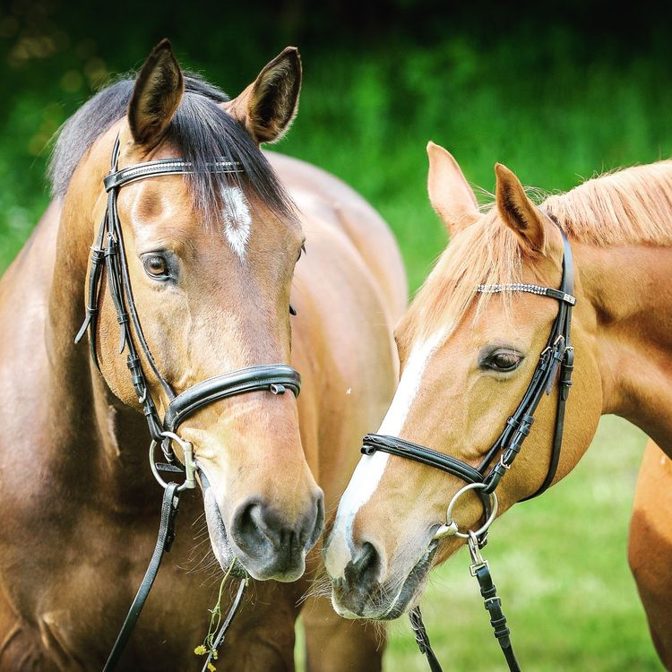 Recognising Stress in Horse Facial Expressions