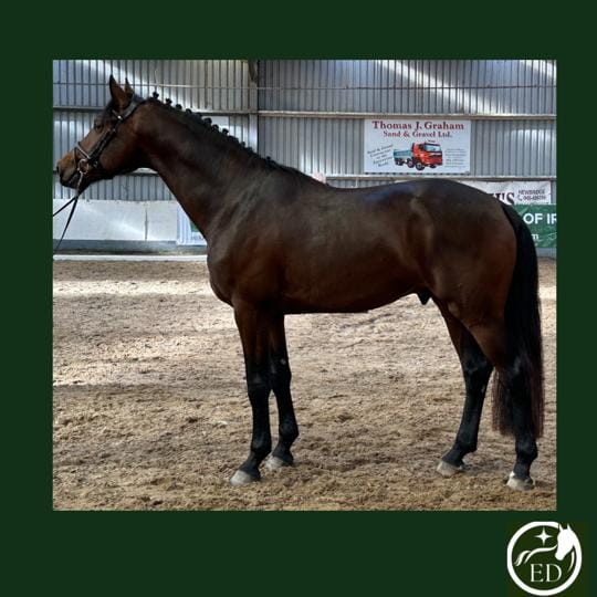 Pompidou AF - First Approved Dressage Stallion in Ireland