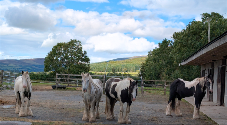 Healing from the ground up: How horses help me live through chronic illness.