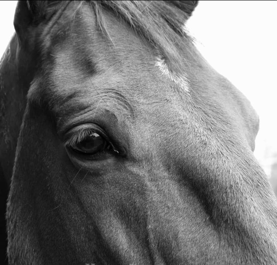 Understanding and Nurturing Equestrian Mental Health Through Seasonal Changes