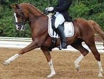 Danish Equestrian Federation Ban Dressage Pony After Partial Tongue Amputation
