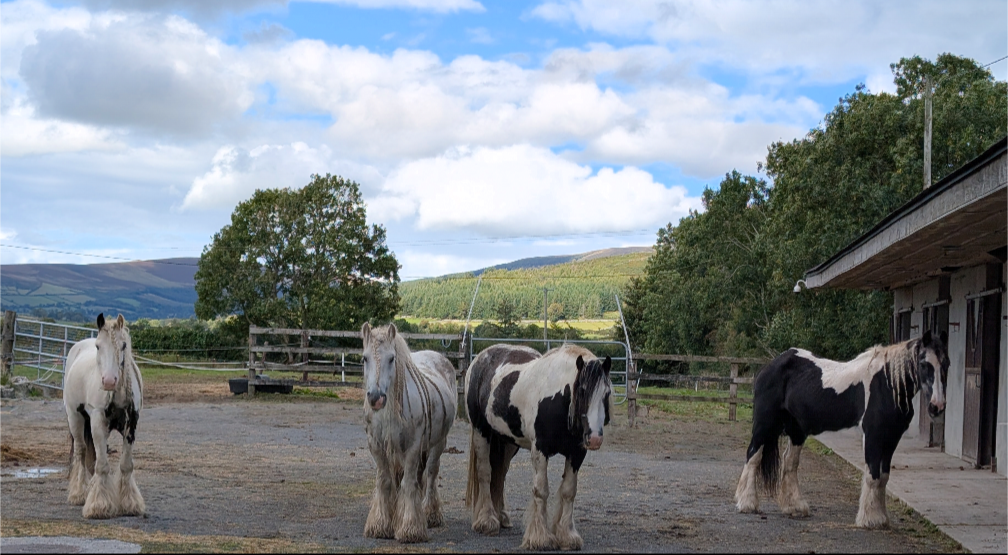 Healing from the ground up: How horses help me live through chronic illness.